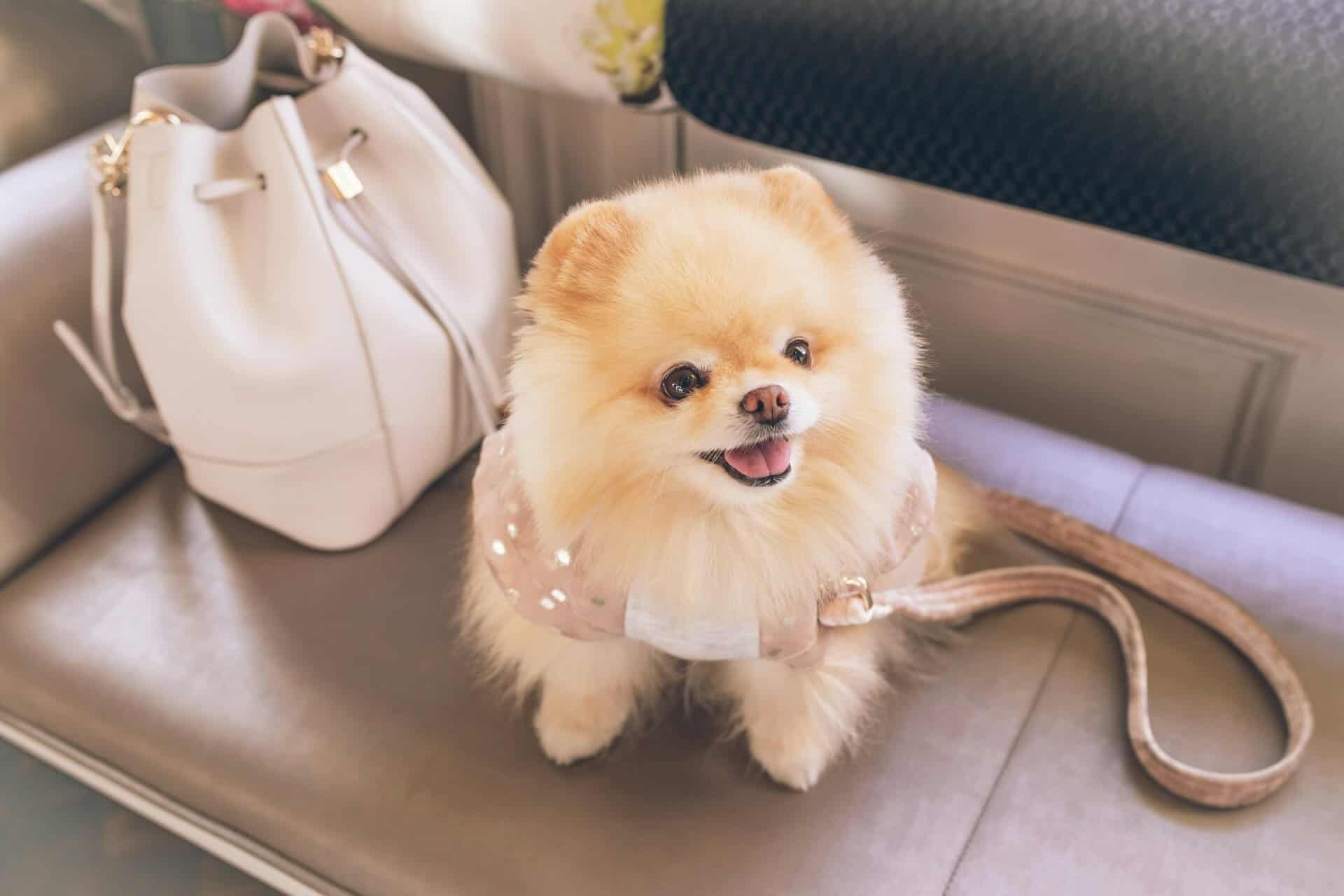 What Does a Pet Friendly Hotel Mean?