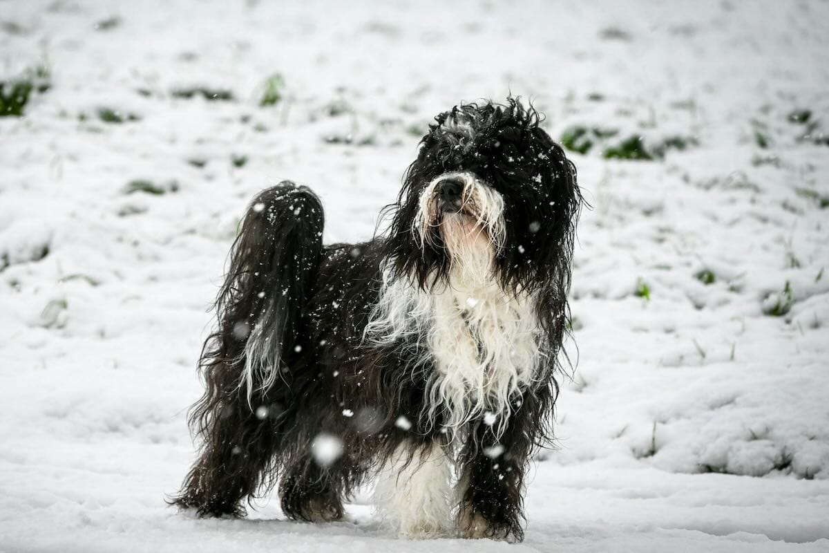 Tibetan Terrier